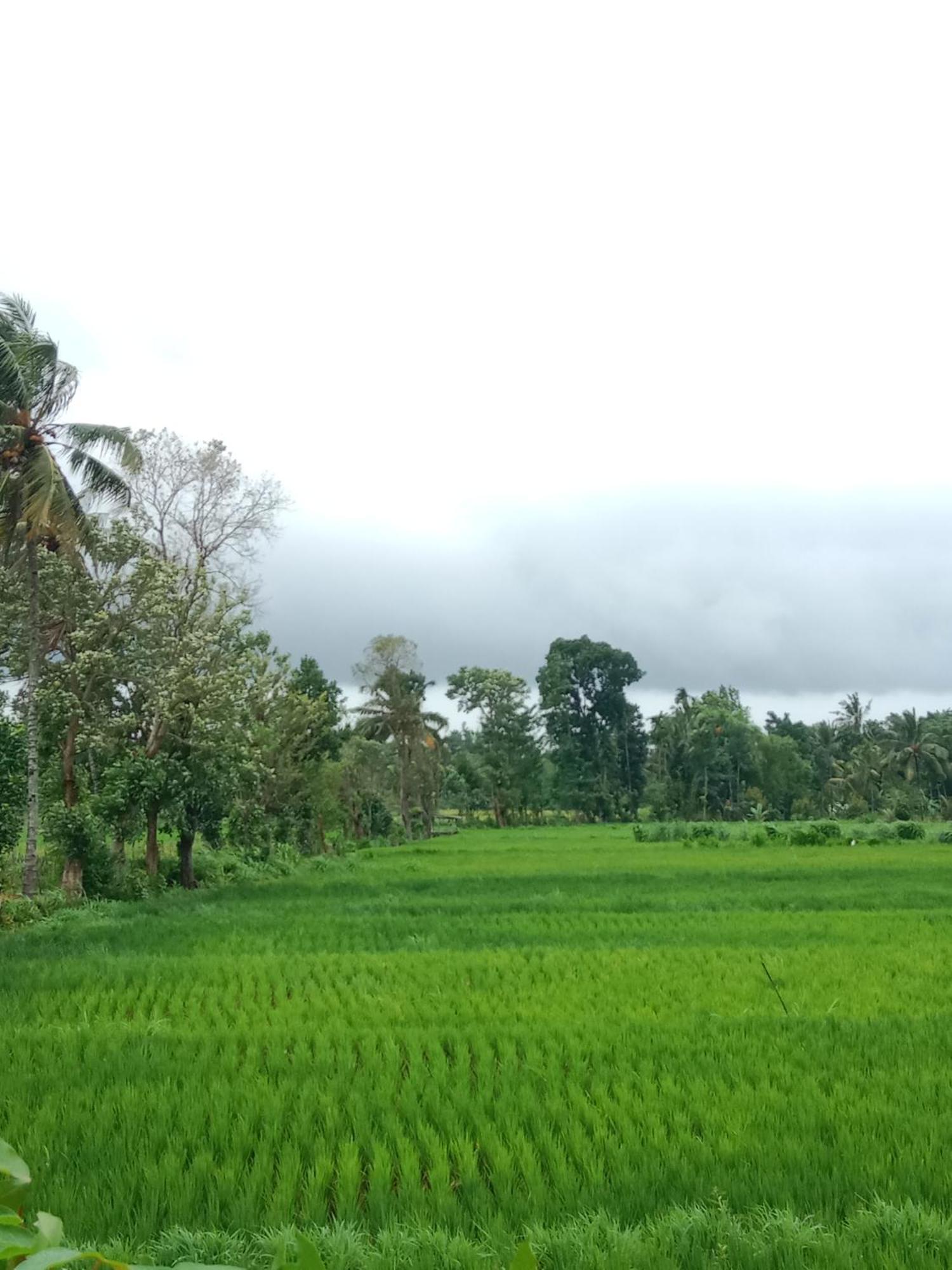 New Rinjani Homestay เตเตบาตู ภายนอก รูปภาพ